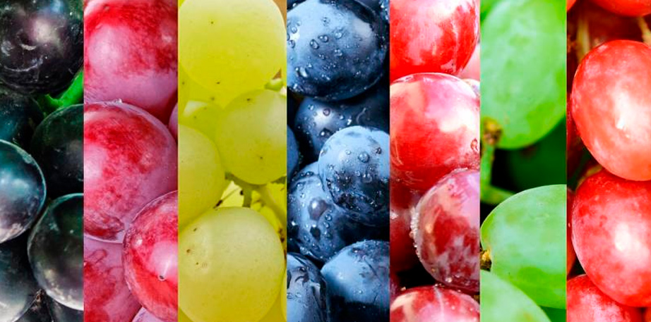 Diversificación portuaria marca inicio de la temporada de exportación de frutas 2022-2023